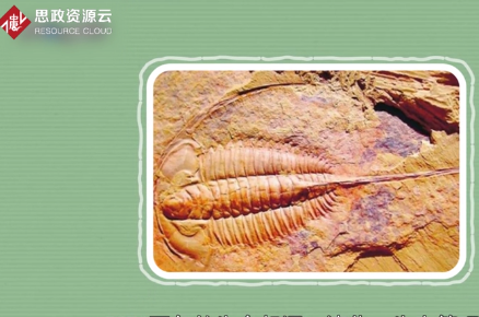 原來澄江生物群長這樣