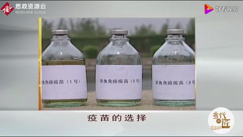 草魚人工免疫技術(shù)，疫苗該如何選擇，這點一定要注意