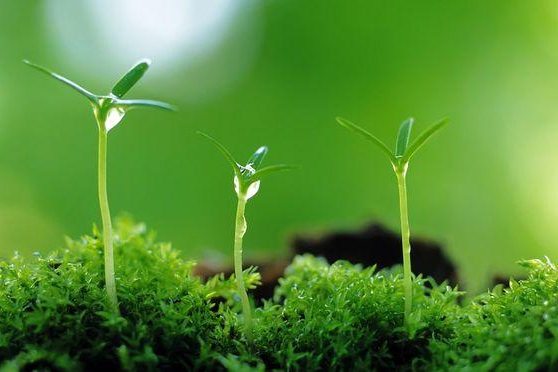 <em>植物保護(hù)</em><em>專業(yè)</em>：<em>普通</em><em>昆蟲學(xué)</em>(<em>昆蟲</em>有益<em>的</em>方面)、<em>昆蟲</em><em>分類學(xué)</em>(鱗翅目蠶蛾<em>科</em>)《“非典”期間完成<em>的</em>家蠶基因組框架圖》<em>課程</em><em>思</em><em>政</em><em>案例</em>