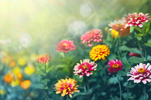 <em>植物保護(hù)</em><em>專業(yè)</em>：普通<em>植物病理學(xué)</em>《郁金<em>香</em>的“病態(tài)美”》<em>課程</em><em>思</em><em>政</em><em>案例</em>