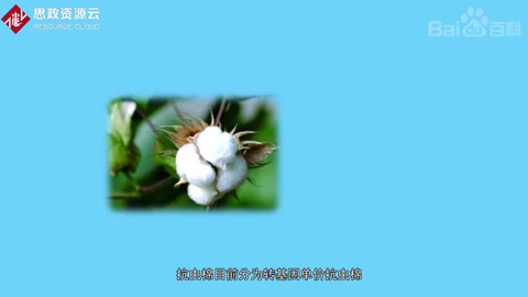 抗蟲(chóng)棉