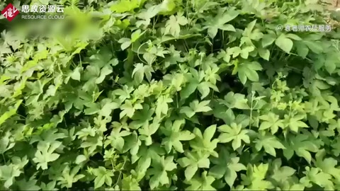 草甘膦這五個除草配方，能解決所有雜草除草難題