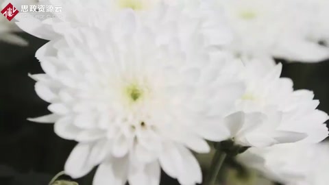 世界上最大型花卉種植基地，世界一半資源都來自于這里！
