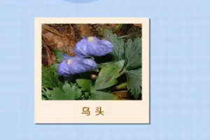 烏頭：具有<em>藥用</em>價值和<em>觀賞價值</em><em>的</em>草本植物
