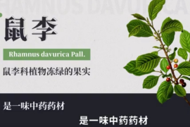 弘揚中醫(yī)藥文化,傳播中醫(yī)藥知識：中華本草-鼠李
