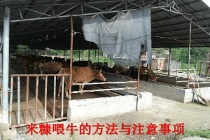 畜禽智能化養(yǎng)殖專業(yè)《米糠喂牛的方法與注意事項(xiàng)》