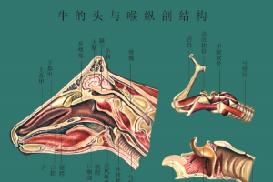 牛的頭與喉縱<em>剖</em>結(jié)構(gòu)