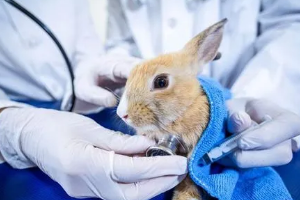 畜牧獸醫專業：《動物藥理—合理處置配伍禁忌，正確開寫醫療處方》課程思政課堂教學設計