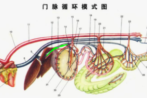 門(mén)脈<em>循環(huán)</em>模式圖