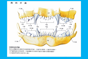 <em>狗</em><em>的</em>牙齒<em>分布</em><em>圖</em>