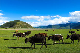 <em>課程標準</em>：<em>畜牧</em><em>獸醫</em><em>專業</em>《飼料與獸藥營銷》<em>課程標準</em>