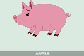 <em>可怕</em><em>的</em>豬囊尾蚴??！