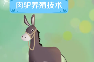一分鐘了解肉<em>驢</em>養(yǎng)殖技術(shù)
