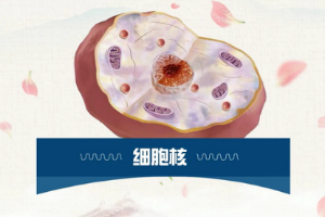 一分鐘了解<em>細胞</em>核