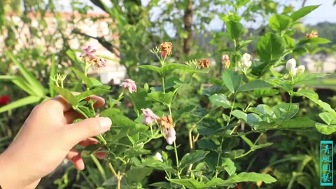 <em>茉莉</em>花大面積黃葉了，最有可能的是這2個原因，太準了