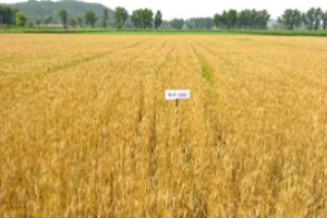 高職種植類<em>專業(yè)</em>《農(nóng)業(yè)氣象—植物或昆蟲某一發(fā)育期預測》<em>課程</em><em>思</em>政教學<em>設計</em>