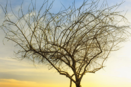 <em>微</em><em>課</em>：殯葬設備維護技術專業(yè)《喪葬禮儀》