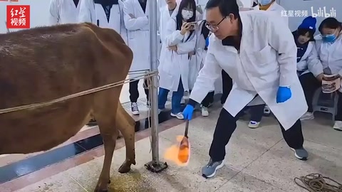 <em>中</em>獸醫老師用火燒牛背 學生：這是給動物做 “保健”