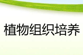 <em>課件</em>：綠色生物制造<em>技術</em><em>專業(yè)</em>《<em>植物</em><em>組織培養(yǎng)</em>》