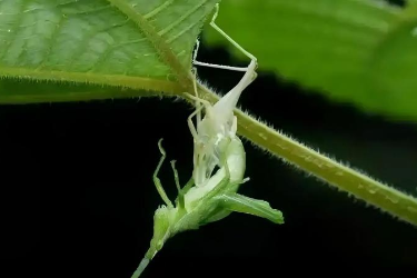 <em>課件</em>：<em>森林草原</em><em>防火</em><em>技術</em><em>專業</em>《<em>林業</em><em>有害生物</em><em>控制</em><em>技術</em>—昆蟲的蛹》
