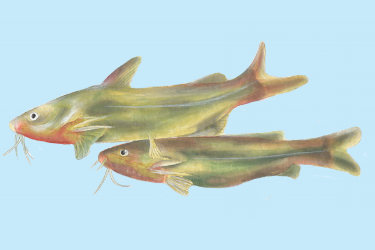 黃顙魚(yú)