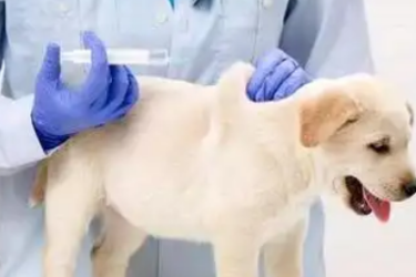 動物醫學<em>專業</em>：《動物防疫與檢疫技術—項目三 重大動物<em>疫病</em><em>的</em>處理 模塊一 疫情報告》<em>課程</em><em>思</em>政教學<em>案例</em>