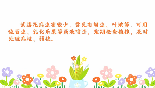 紫藤花病蟲害防治<em>小</em><em>技巧</em>