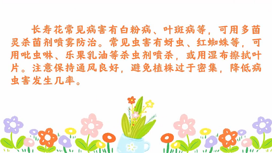 長壽花病蟲害防治<em>小</em><em>技巧</em>